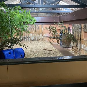 Eastern black rhinoceros indoors 130624