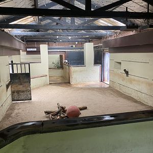 Eastern black rhinoceros indoors 130624