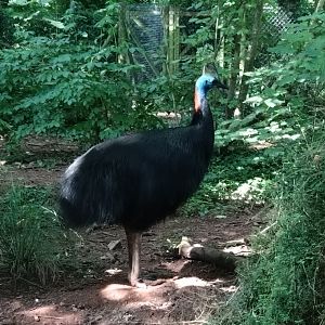 The final time - cassowary 2/8/24