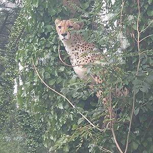 Cheetah úp a tree 2/8/24