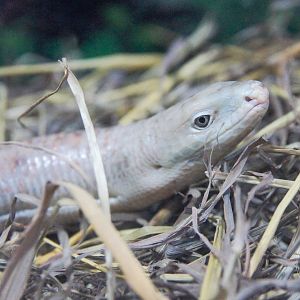European Glass Lizard (Pseudopus apodus)