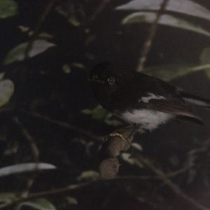 Taxidermy North Island Tomtit male, Petone Settlers Museum