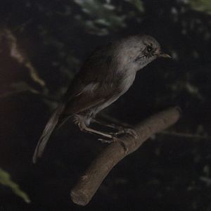Taxidermy Whitehead, Petone Settlers Museum