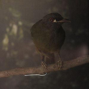 Taxidermy New Zealand Bellbird male, Petone Settlers Museum