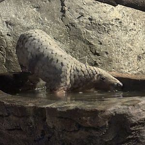 Pangolin