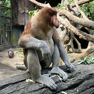 Proboscis Monkey