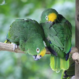 Yellow-crowned Amazons