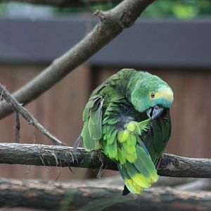 Turquoise-fronted Amazon
