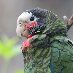 Cuban Amazon