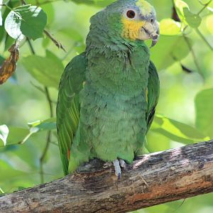 Orange-winged Amazon
