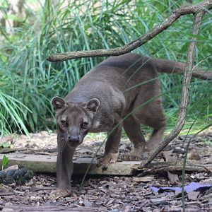 Fossa