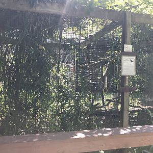 Lesser Yellow-headed Vulture exhibit