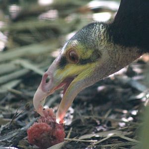 Lesser Yellow-headed Vulture