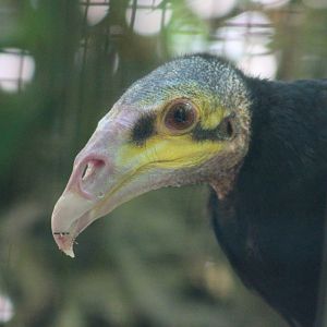 Lesser Yellow-headed Vulture