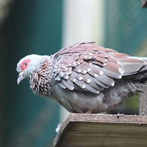 Speckled Pigeon