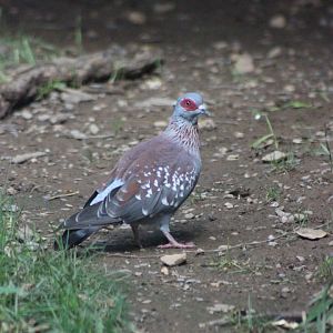 Speckled Pigeon