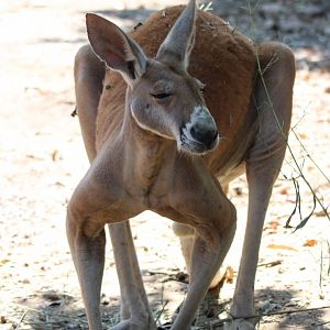 Red Kangaroo