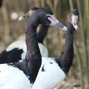 Magpie Geese