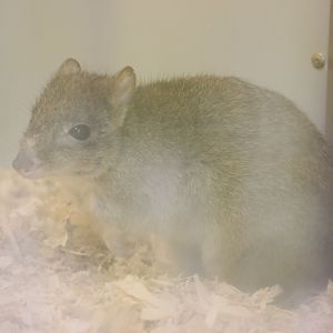 Brush-tailed Bettong