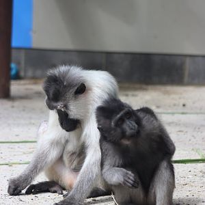 Booted Macaques