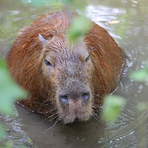 Capybara