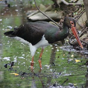 Black Stork?