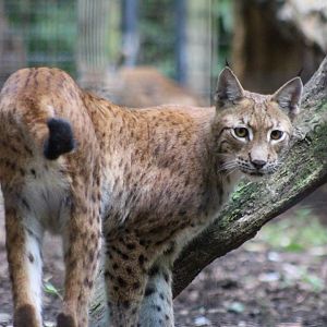 Eurasian Lynx