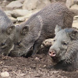 Collared Peccaries
