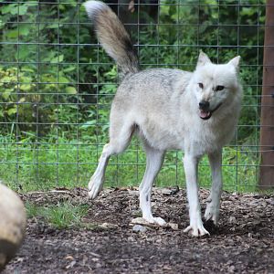 Arctic Wolf