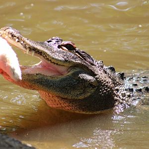 American Alligator