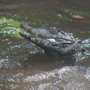 Cuvier’s? Dwarf Caiman