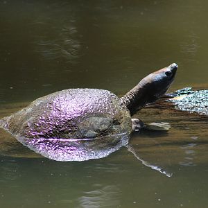 South Asian Terrapin