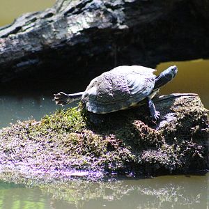 Yellow-bellied Slider?
