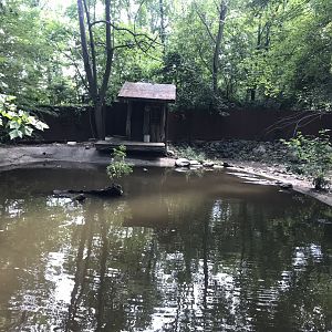 American Alligator exhibit
