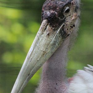 Marabou Stork