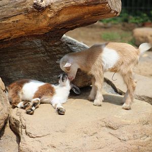 Domestic Goat kids