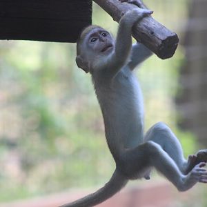 Green Monkey baby