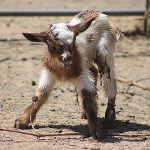 Newborn domestic goat