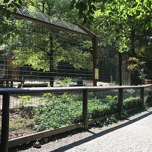 African Lion exhibit