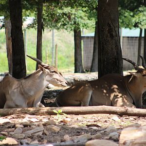 Eland