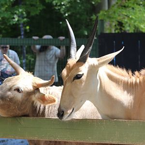 Domestic Cattle and… kudu?
