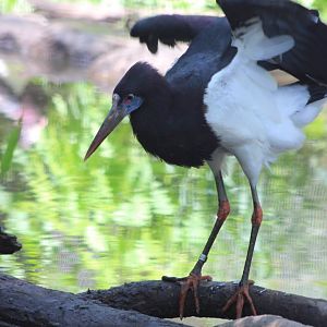 Abdim’s Stork