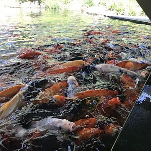 Koi feeding frenzy