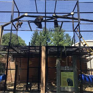 Olive Baboon Exhibit