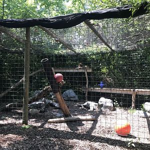 Amur Leopard Exhibit
