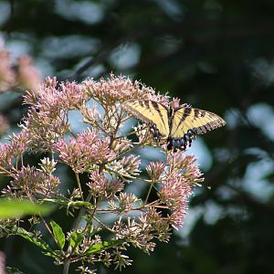 Tiger Swallowtail in the Butterfly Garden