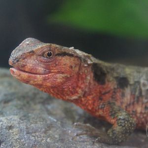 Chinese Crocodile Lizard (Shinisaurus crocodilurus)