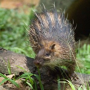 Asiatic Brush-tailed Porcupine (Atherurus macrourus)