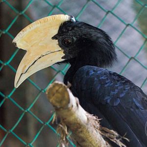 Black Hornbill (Anthracoceros malayanus)