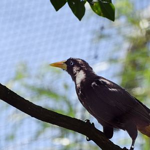 Crested oropendola
